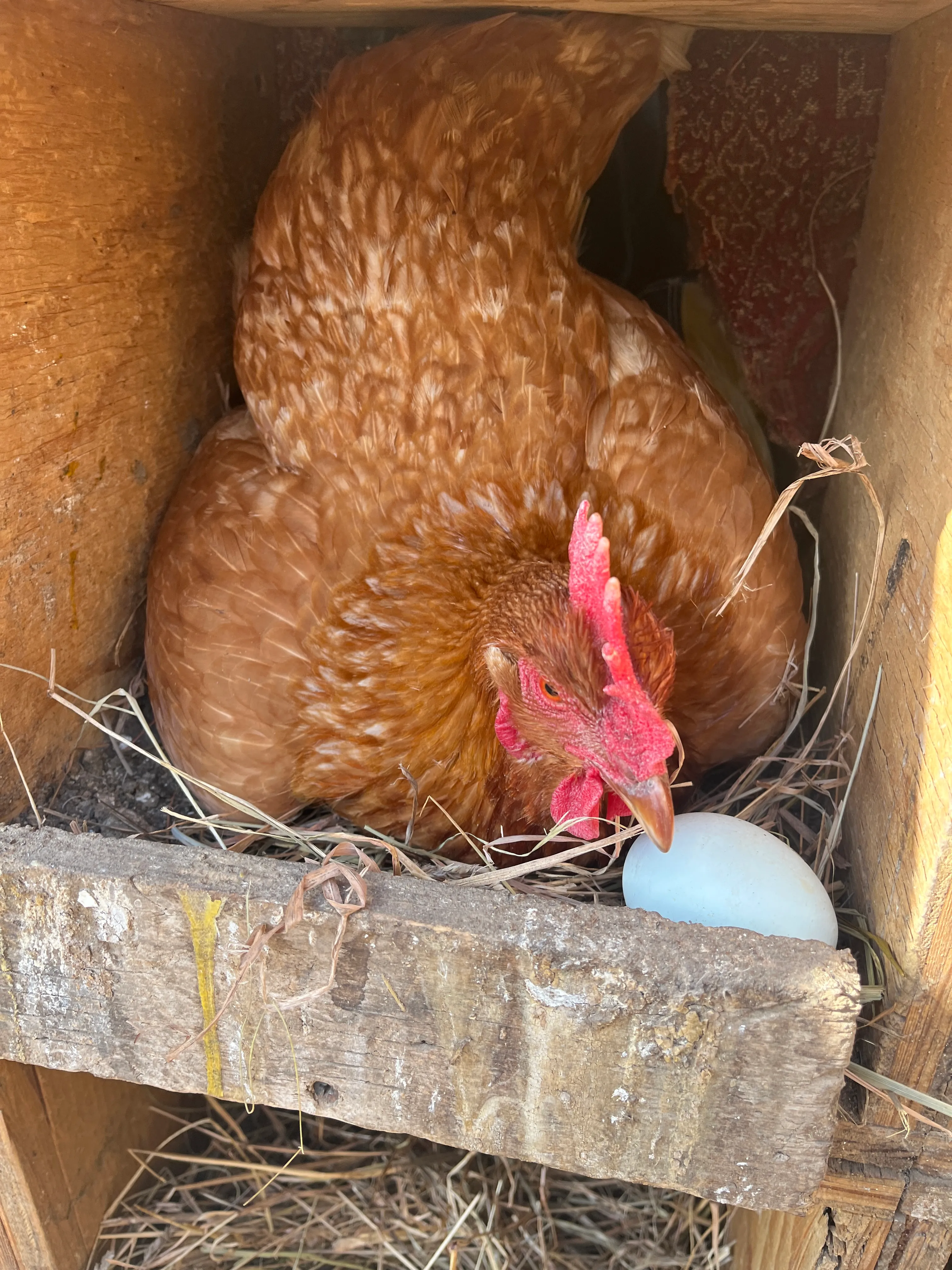 Easter Egger hen nesting at Gray Family Farm