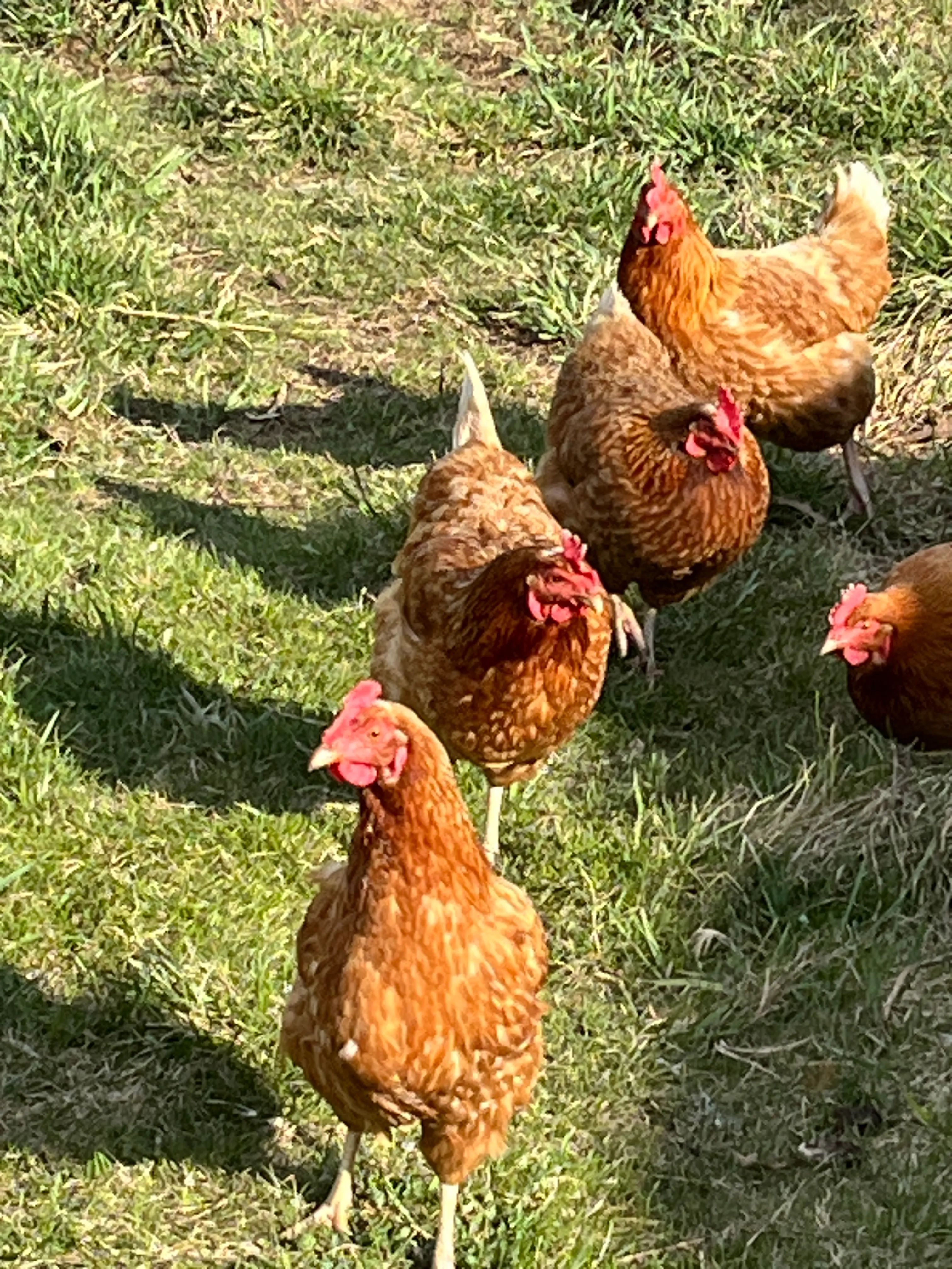 Red Sex Link hens free-ranging on green pasture at Gray Family Farm