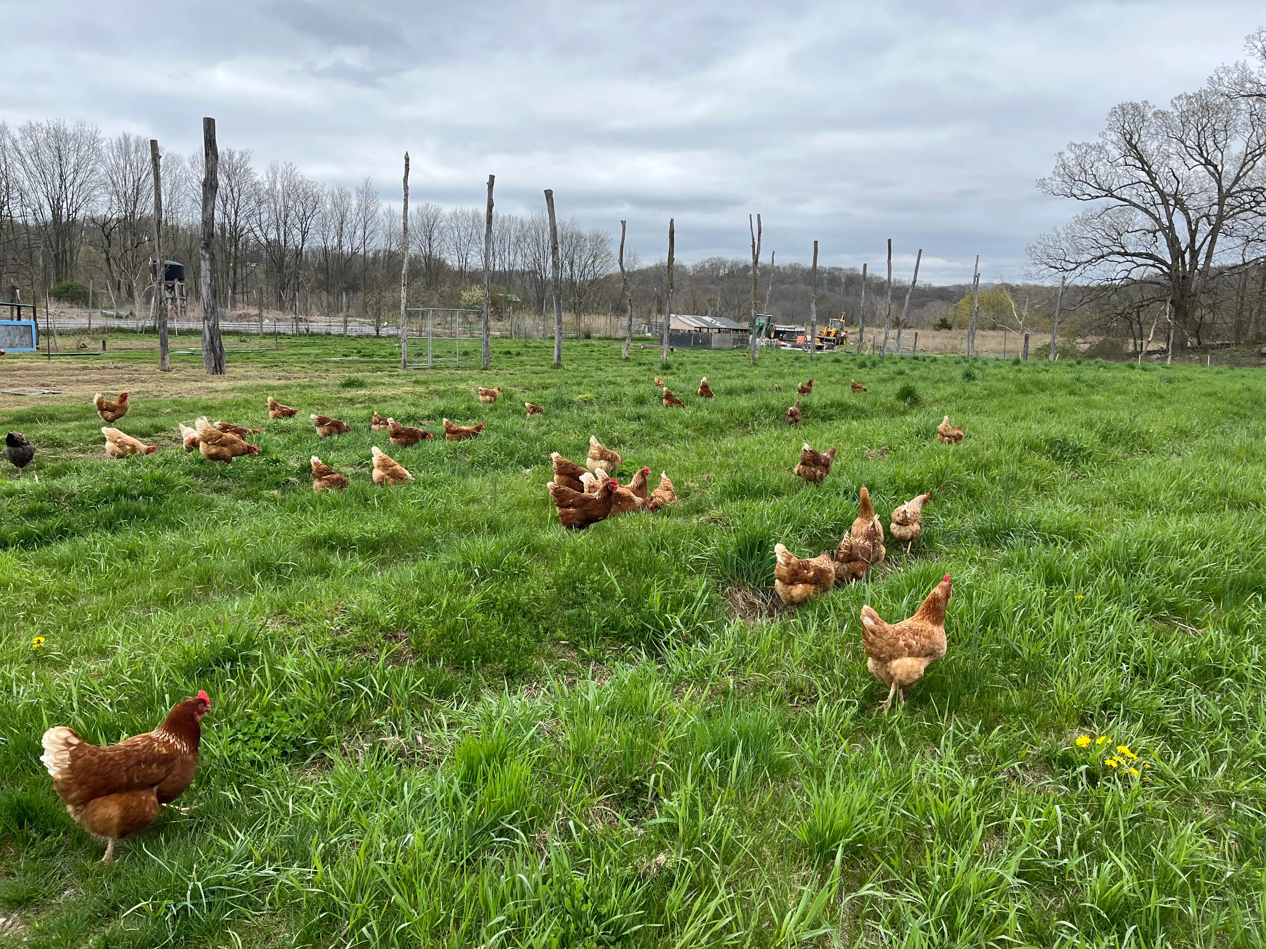 Free-range chickens foraging on lush green pasture at Gray Family Farm