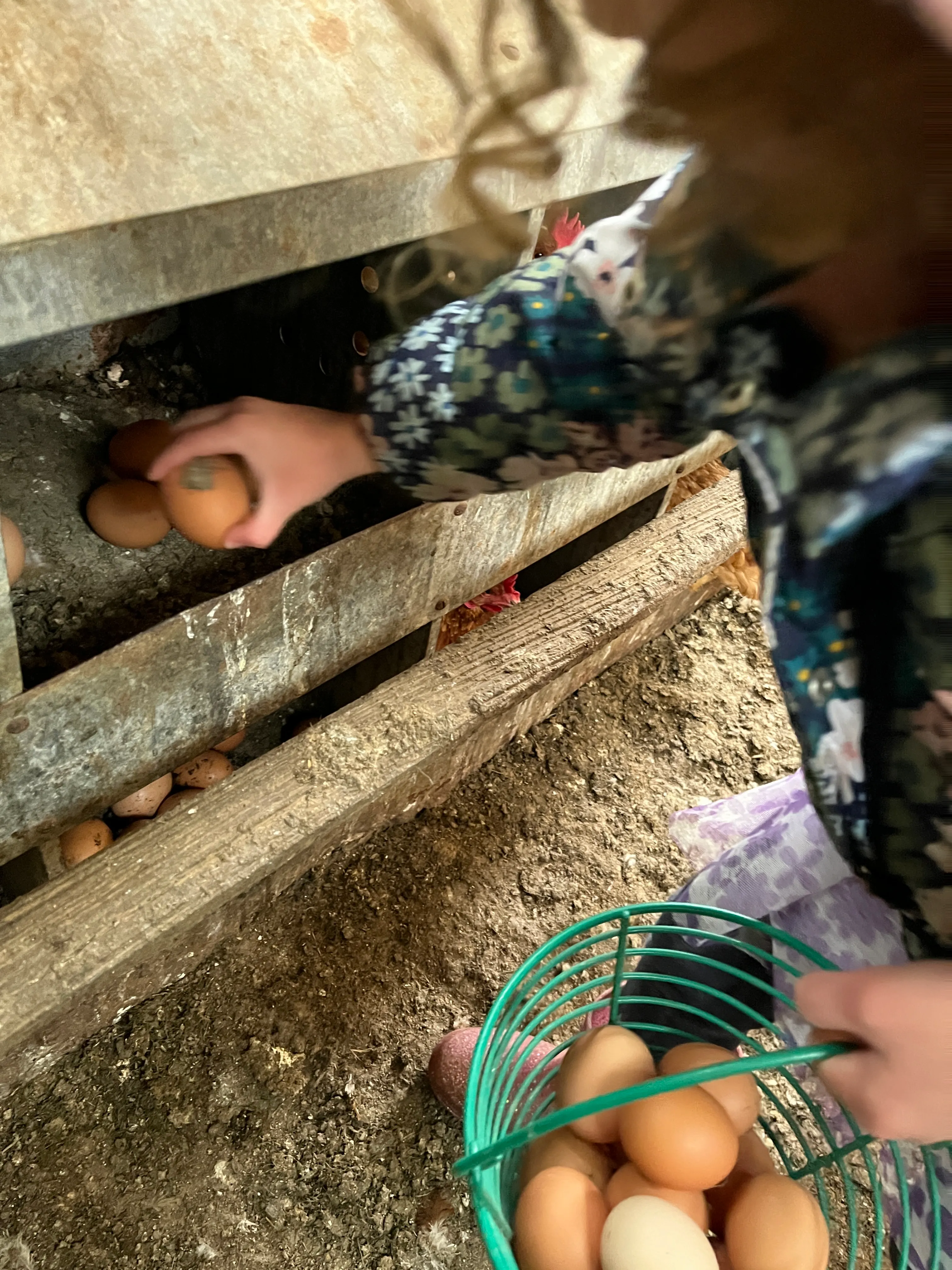 Collecting fresh eggs from the nesting boxes at Gray Family Farm