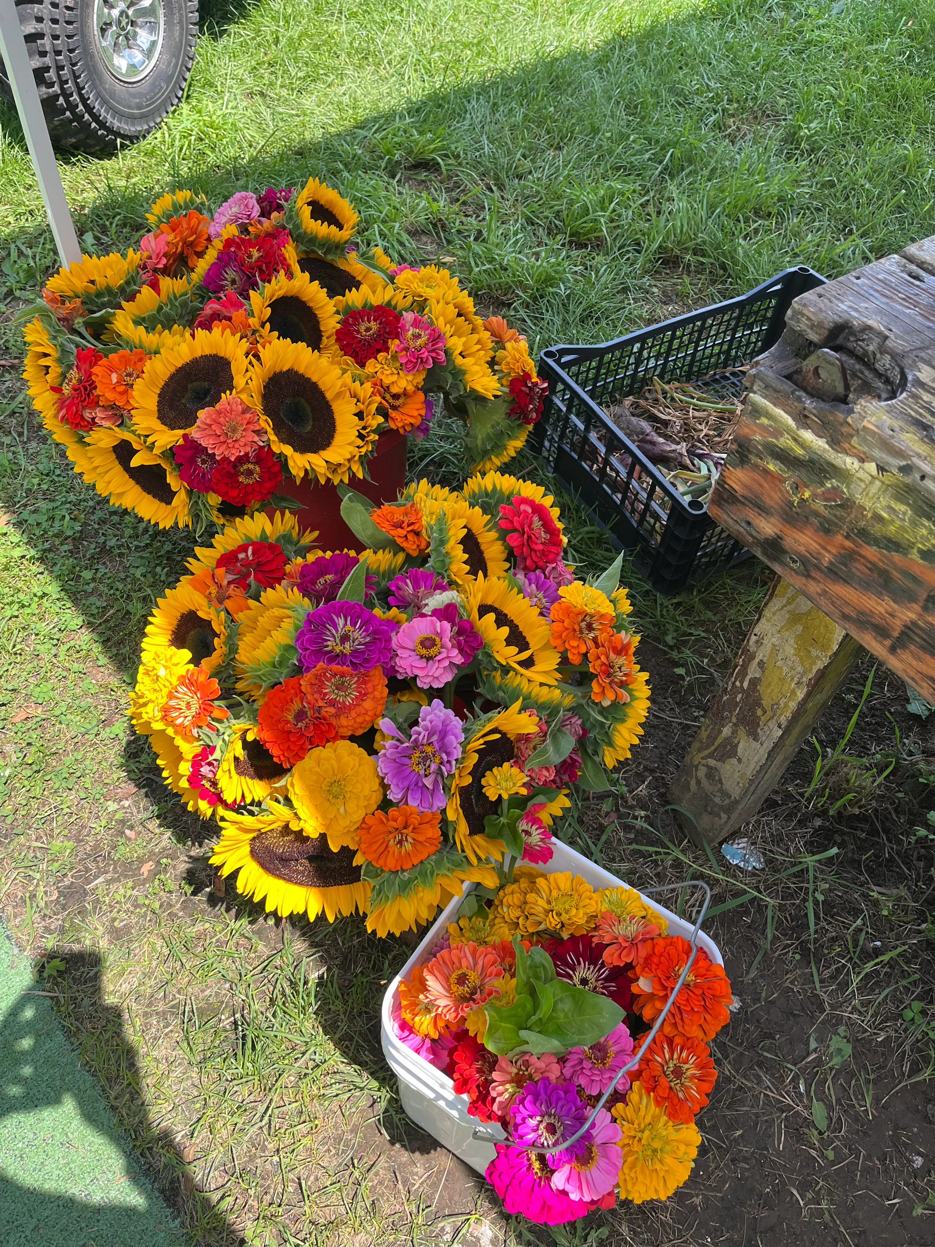 Vibrant fresh-cut sunflowers and zinnias from the farm