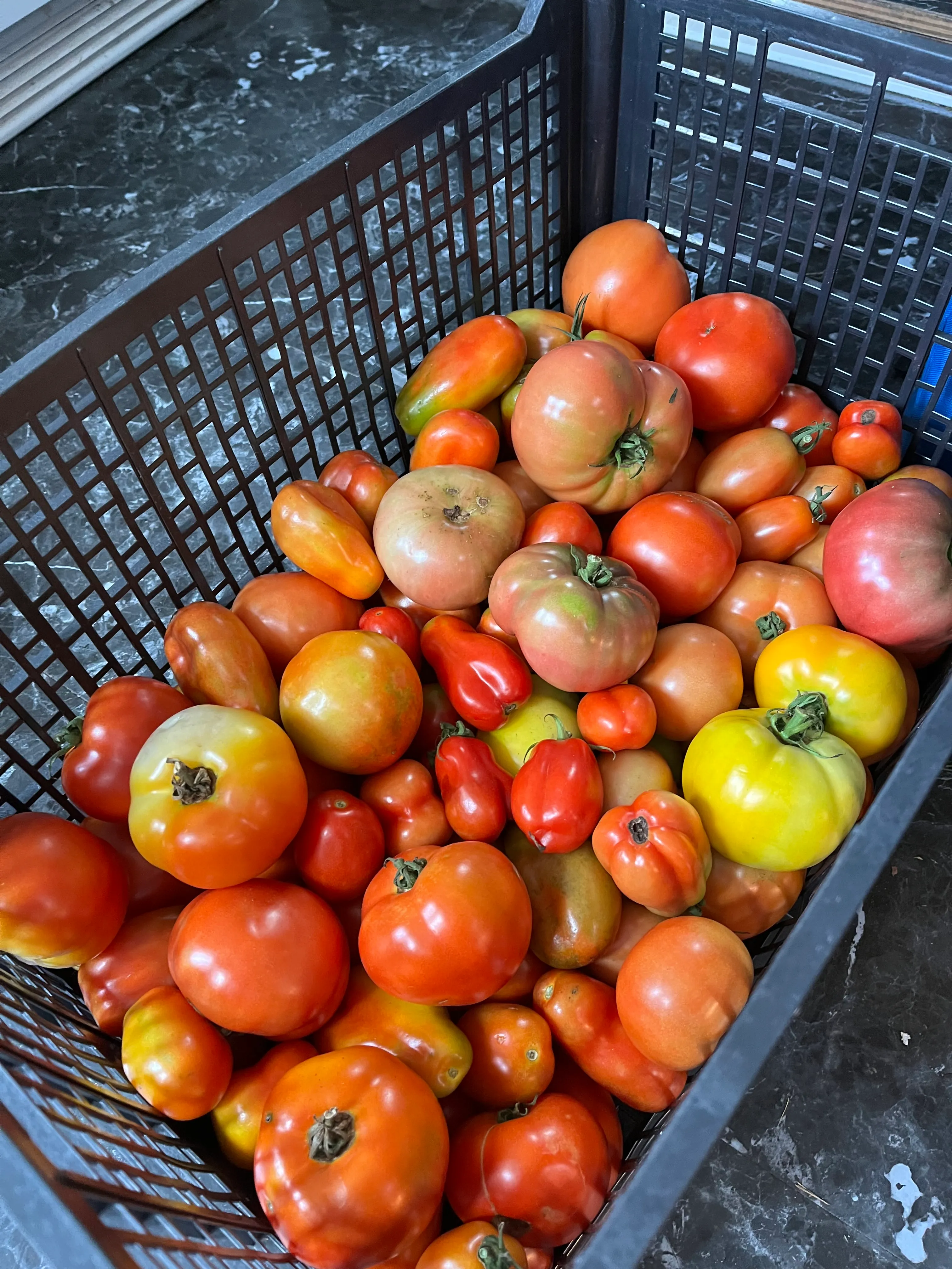 Freshly harvested heirloom tomatoes from the farm