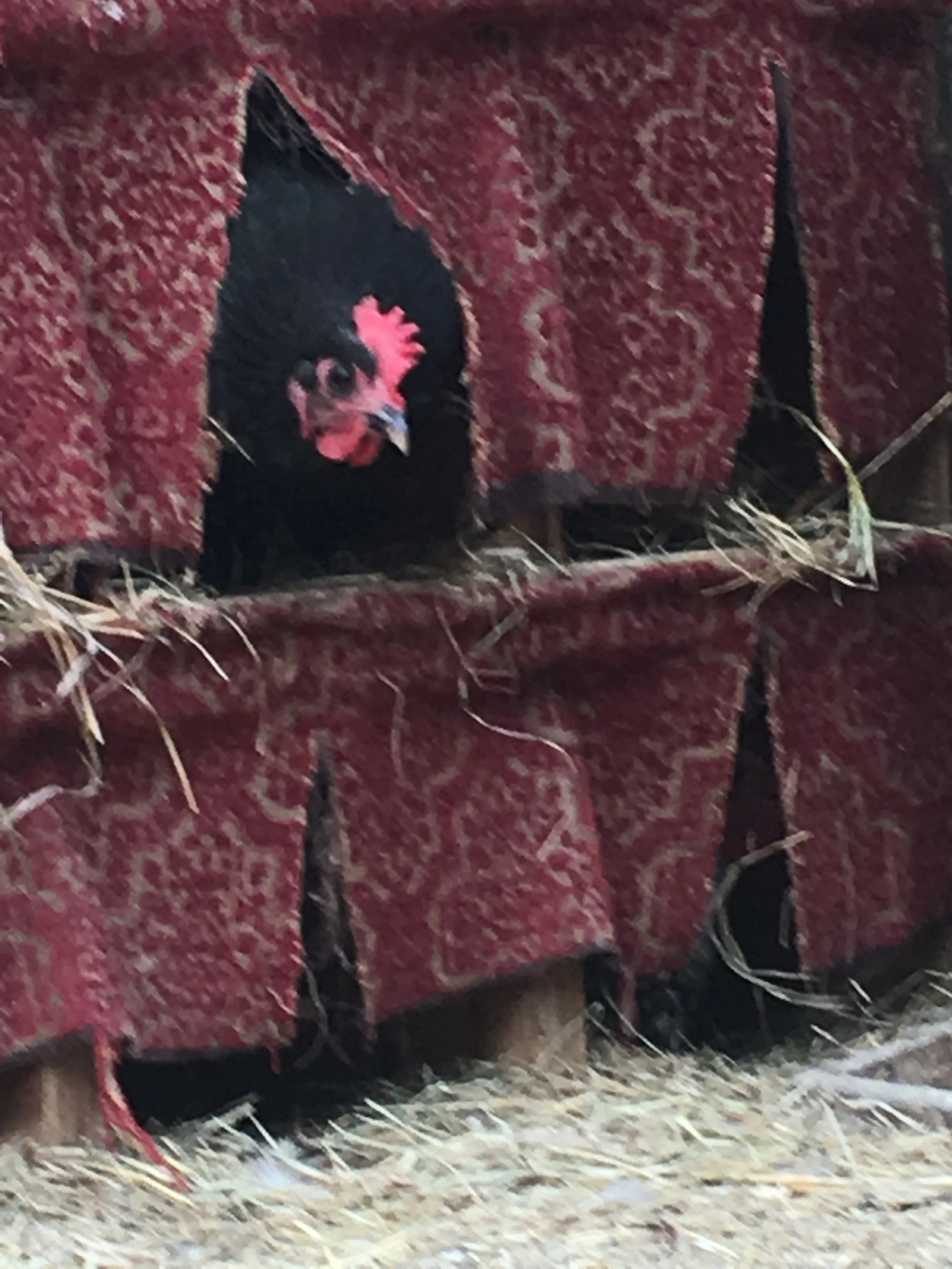 A hen nesting comfortably in the coop at Gray Family Farm