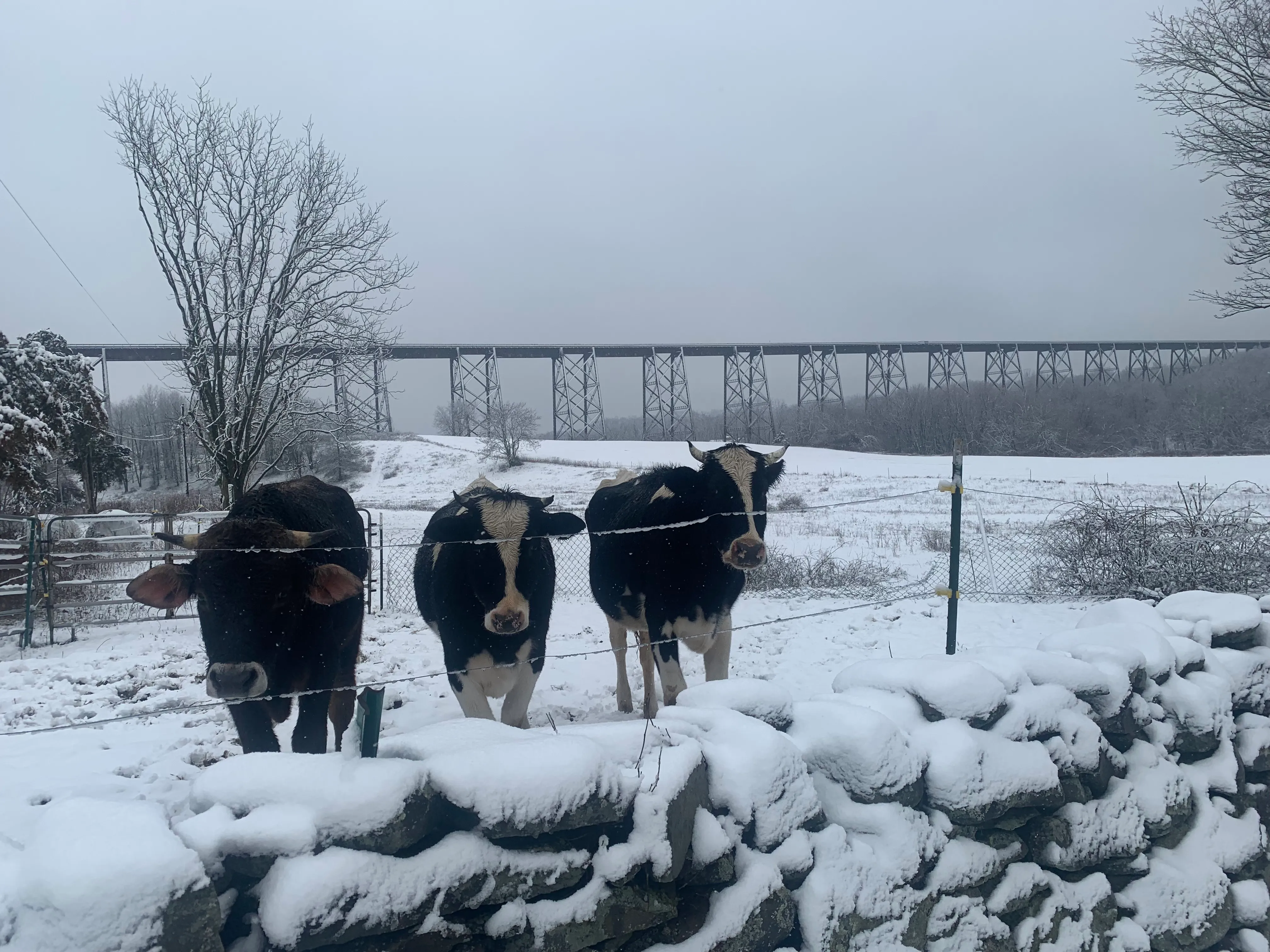The Moodna Viaduct in winter with cows grazing in the foreground