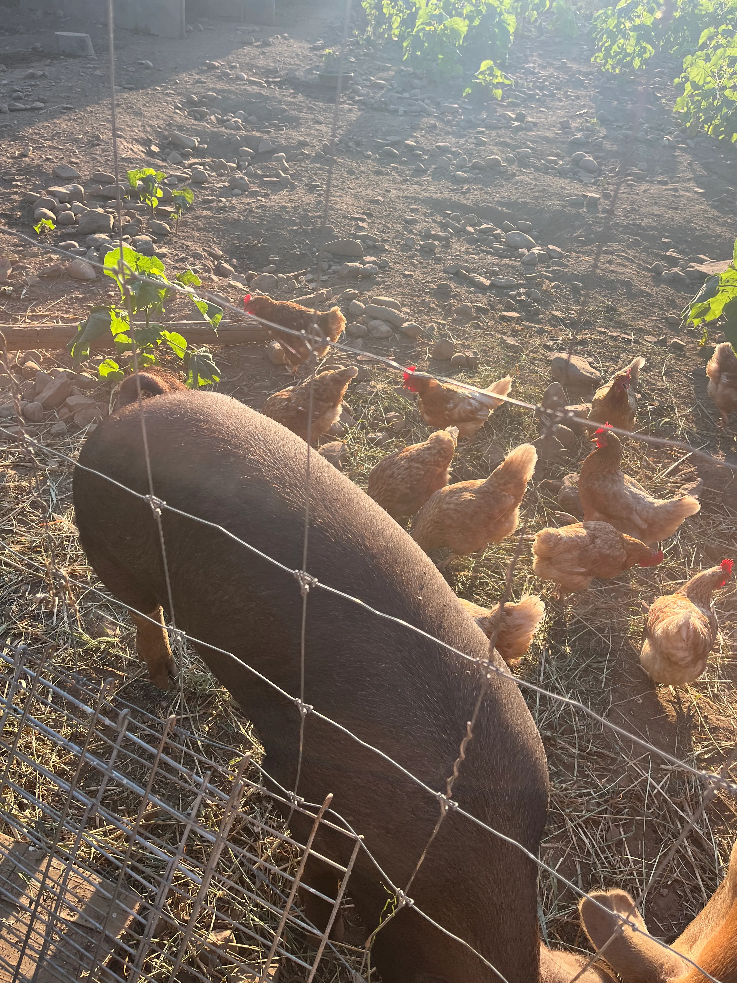 Pigs and chickens sharing pasture together at Gray Family Farm