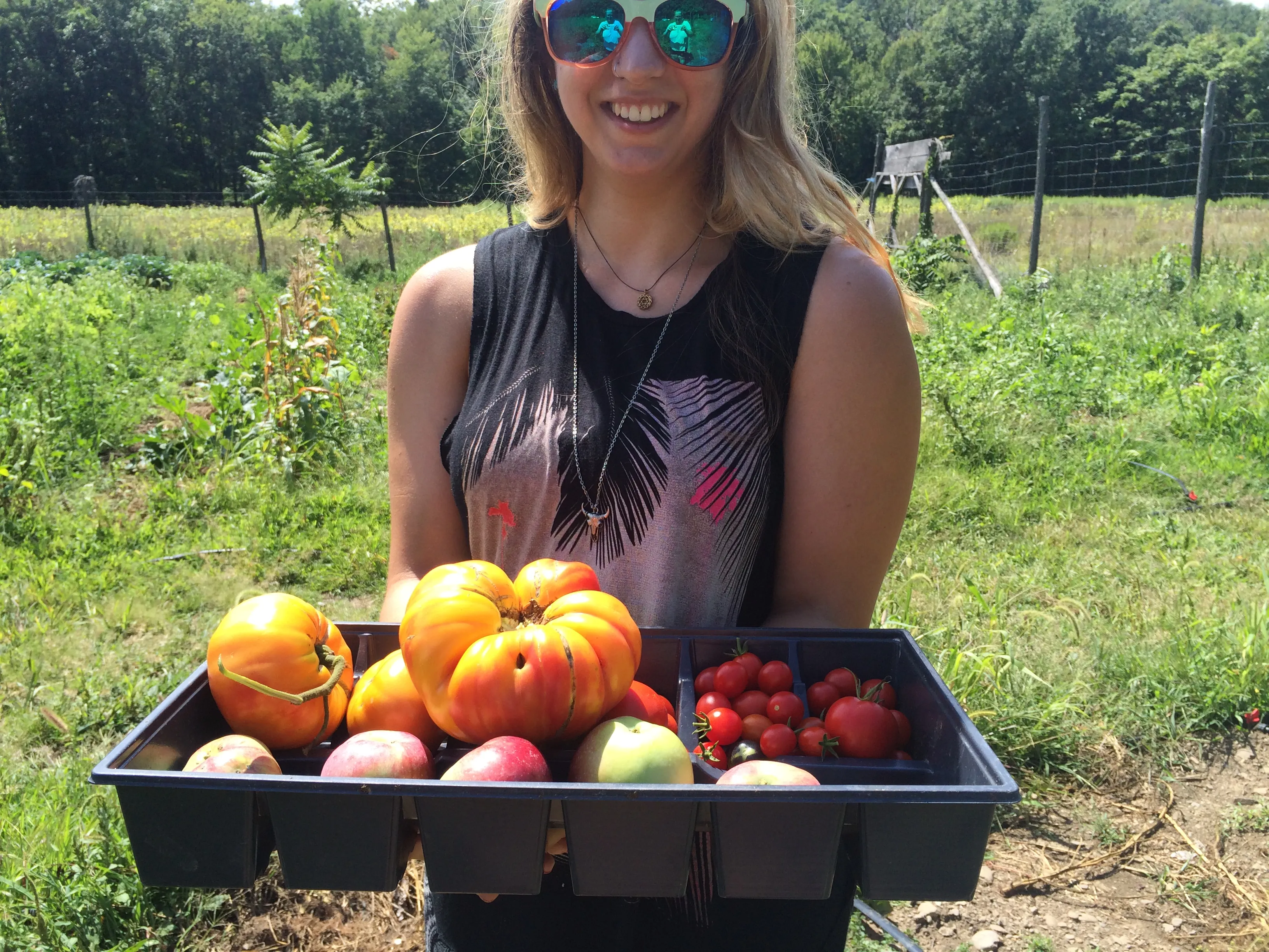 Fresh tomato harvest from the farm — heirloom and cherry tomatoes