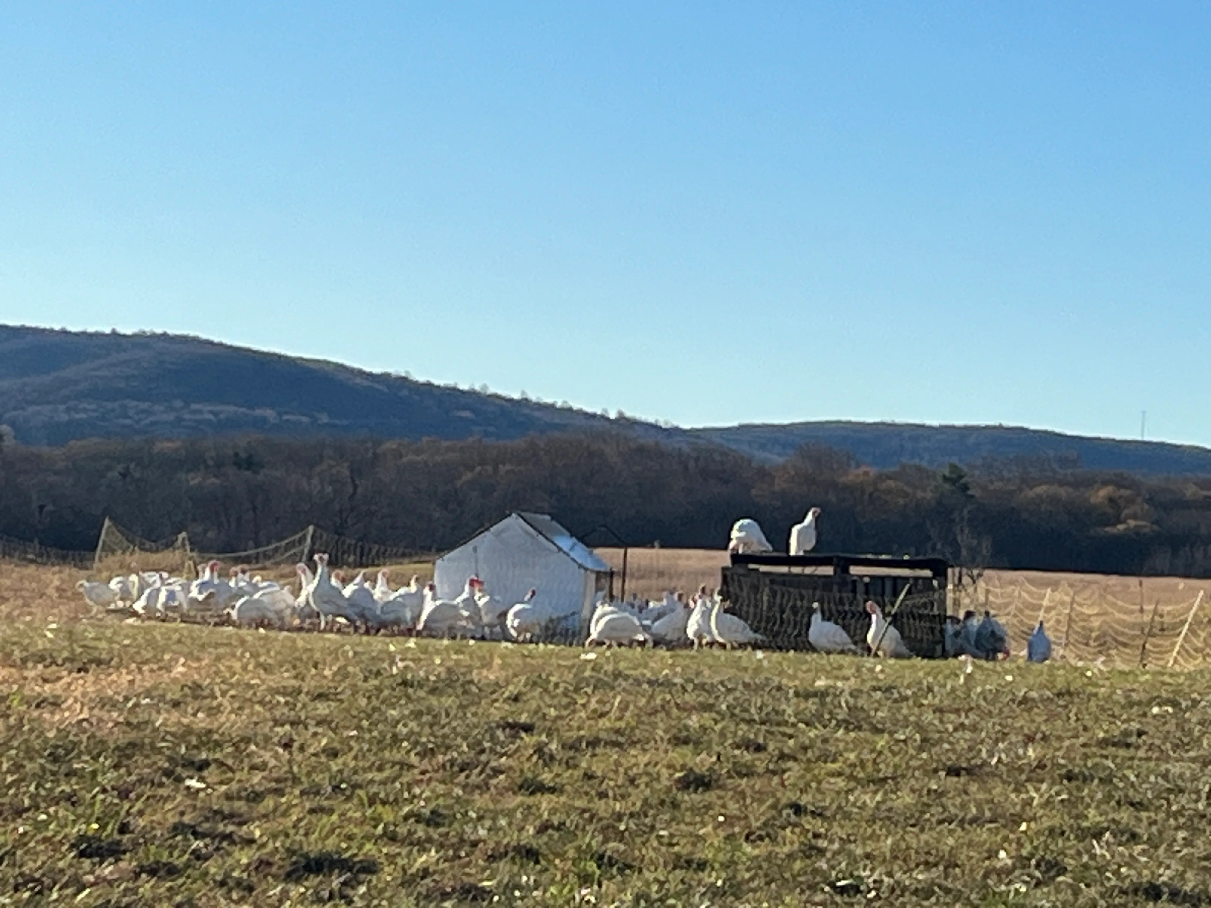 Turkeys on pasture with mountains in the background at Gray Family Farm