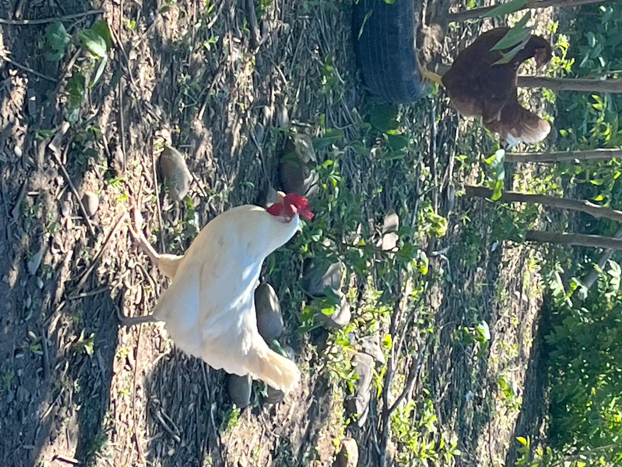 Whiting True Blue hen foraging on pasture alongside a brown hen