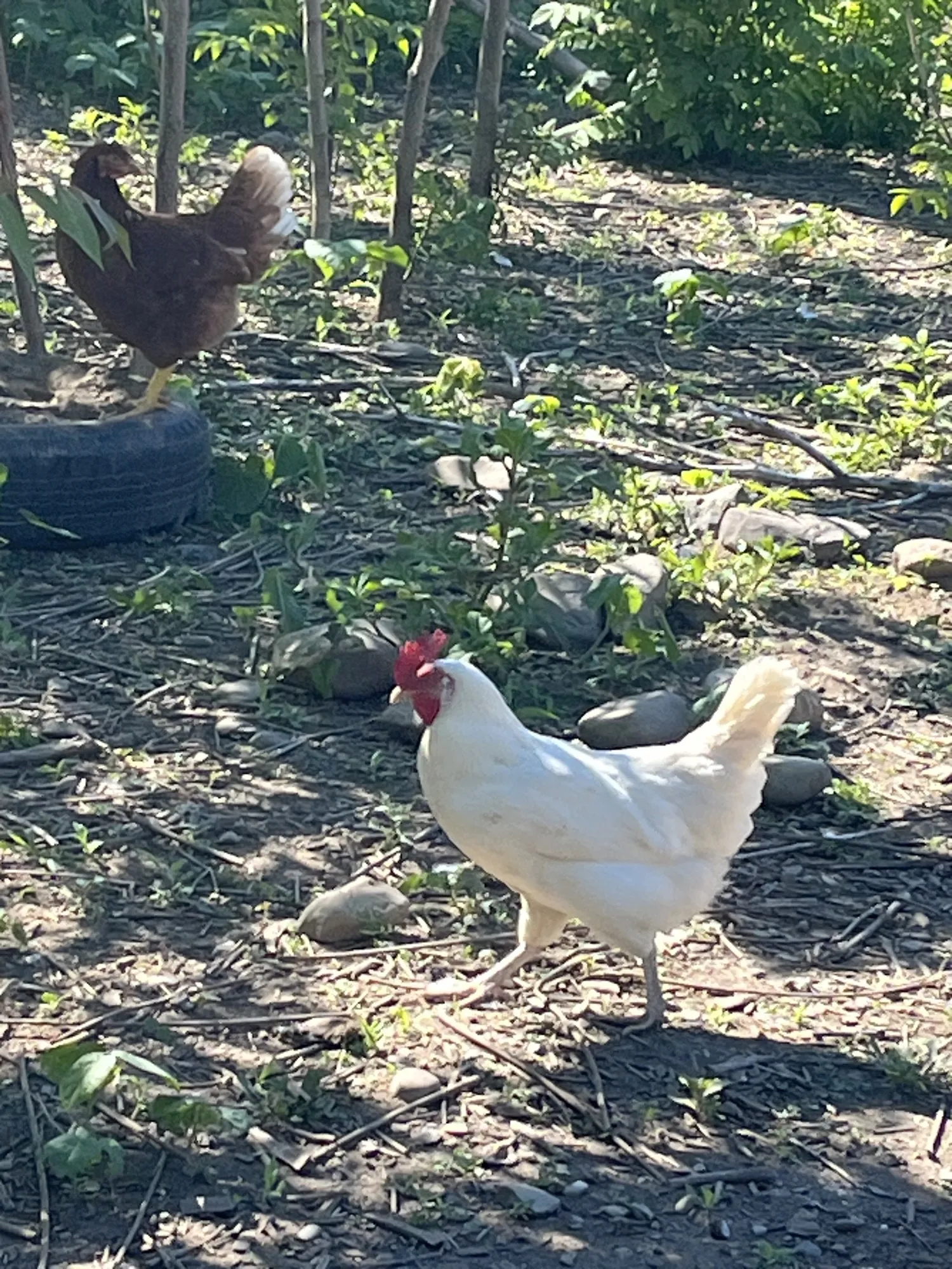 Whiting True Blue hen foraging on pasture alongside a brown hen
