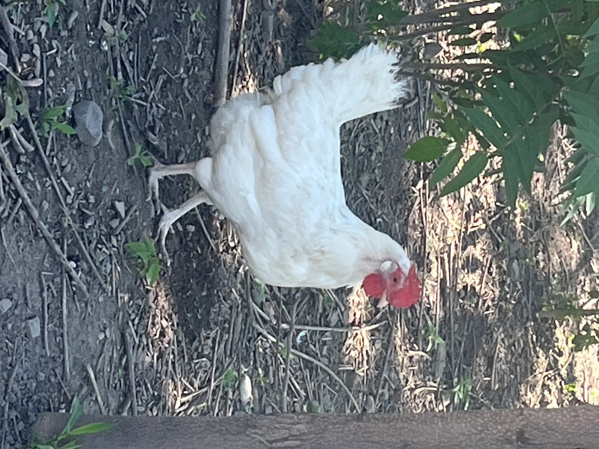 White Whiting True Blue laying hen foraging on pasture at Gray Family Farm