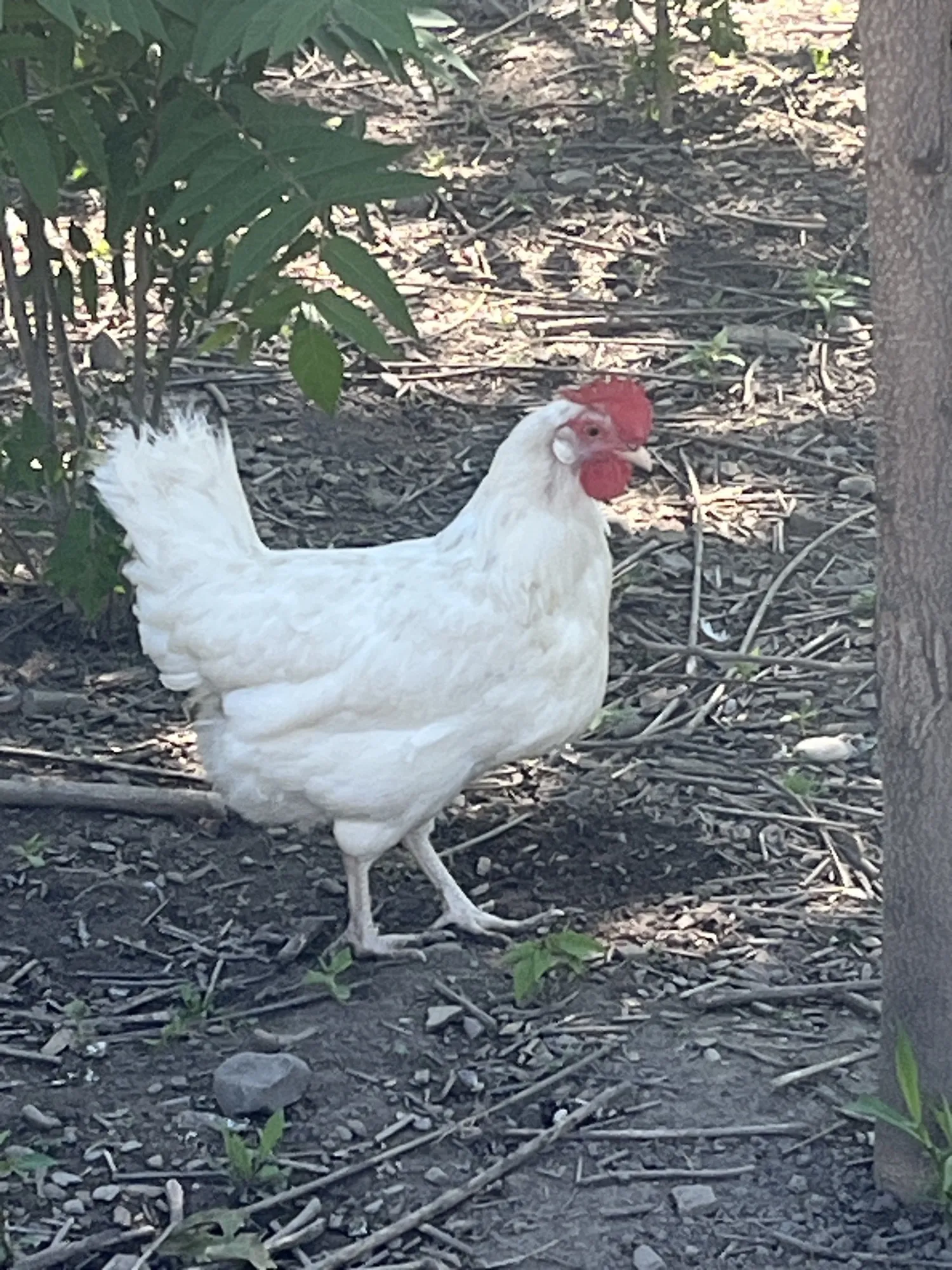 White Whiting True Blue laying hen foraging on pasture at Gray Family Farm